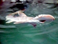 Bonnethead Hammerhead Shark