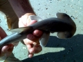 Bonnethead Hammerhead Shark