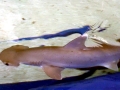Bonnethead Hammerhead Shark