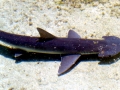 Bonnethead Hammerhead Shark