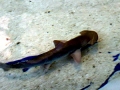Bonnethead Hammerhead Shark
