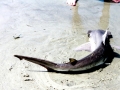 Bonnethead Hammerhead Shark