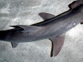 Bonnethead Hammerhead Shark