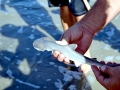 Bonnethead Hammerhead Shark