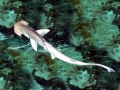 Bonnethead Hammerhead Shark