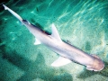 Bonnethead Hammerhead Shark
