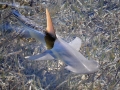 Bonnethead Hammerhead Shark