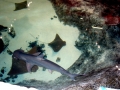 Bonnethead Hammerhead Shark