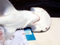 Bonnethead Hammerhead Shark