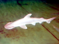 Bonnethead Hammerhead Shark
