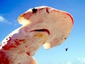 Bonnethead Hammerhead Shark