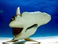 Bonnethead Hammerhead Shark