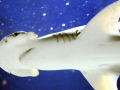 Bonnethead Hammerhead Shark