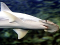 Bonnethead Hammerhead Shark