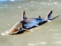 Bonnethead Hammerhead Shark