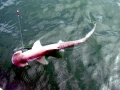 Bonnethead Hammerhead Shark