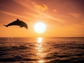 Bottlenose Dolphin