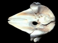 Bottlenose Dolphin