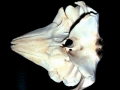 Bottlenose Dolphin