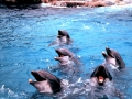 Bottlenose Dolphin