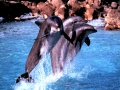 Bottlenose Dolphin