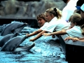 Bottlenose Dolphin
