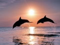 Bottlenose Dolphin