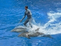 Bottlenose Dolphin