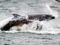 Bottlenose Dolphin
