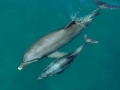 Bottlenose Dolphin