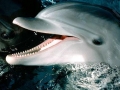 Bottlenose Dolphin