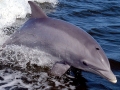 Bottlenose Dolphin