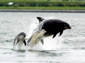 Bottlenose Dolphin