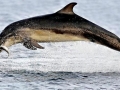 Bottlenose Dolphin