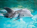 Bottlenose Dolphin