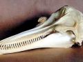 Bottlenose Dolphin