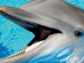 Bottlenose Dolphin