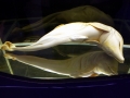 Bottlenose Dolphin