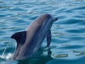 Bottlenose Dolphin