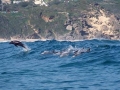 Bottlenose Dolphin