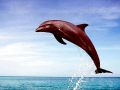 Bottlenose Dolphin