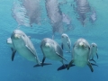 Bottlenose Dolphin