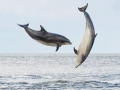 Bottlenose Dolphin