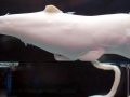 Bottlenose Dolphin
