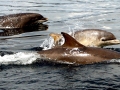 Bottlenose Dolphin