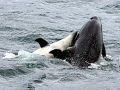 Bottlenose Dolphin
