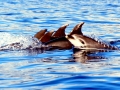 Bottlenose Dolphin