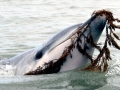 Bottlenose Dolphin