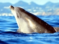 Bottlenose Dolphin