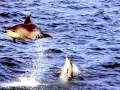 Bottlenose Dolphin